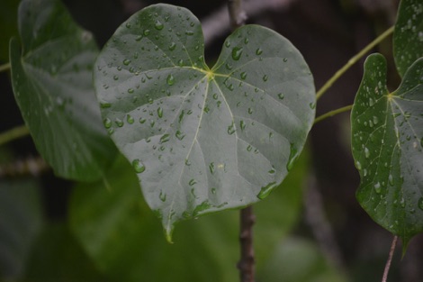leaf, Singapore